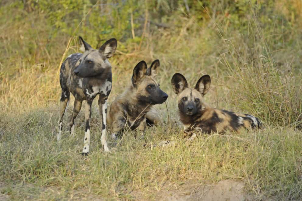 African wild dogs resting in the long grass near Lebala Camp, Botswana.