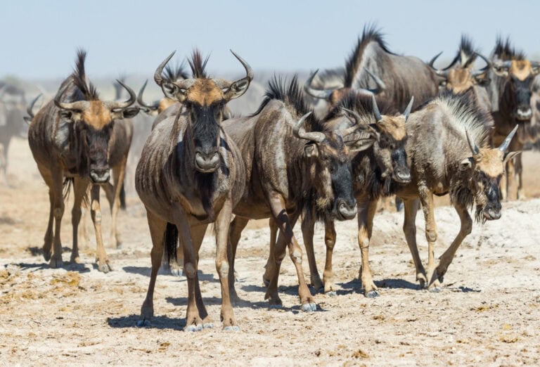 Wildebeest in the Nxai Pan National Park at Leroo La Tau, Botswana.