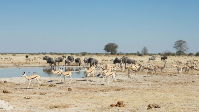 Animals gathering at a waterhole in Nxai Pan at Leroo La Tau, Botswana.