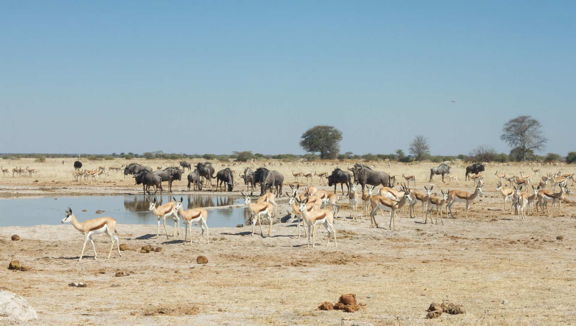 Animals gathering at a waterhole in Nxai Pan