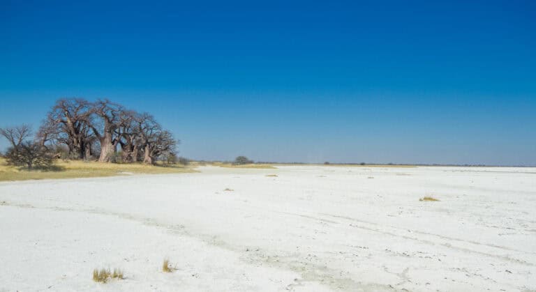 View of Nxai Pan during a day trip from Leroo La Tau, Botswana.