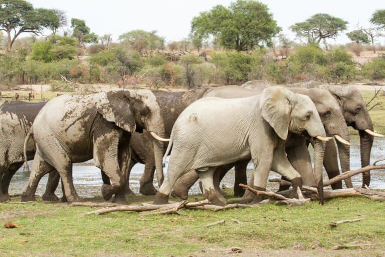 A herd of elephants at a waterhole at Leroo La Tau, Botswana.