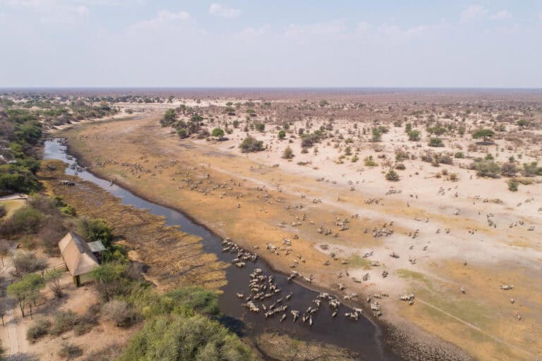Aerial view of Leroo La Tau along the Boteti River in Makgadikgadi, Botswana.