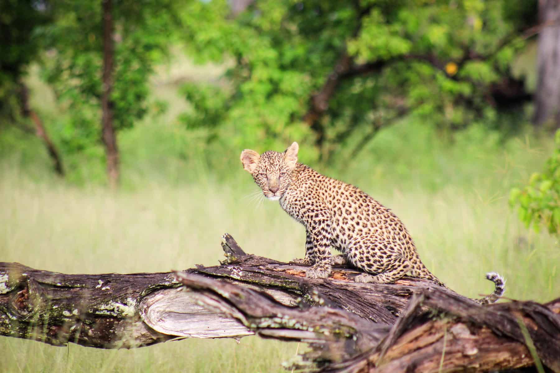 A leopard cub in a tree as seen on a Big Five Safari