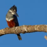 Giant Kingfisher seen in Chobe. One of the many animals found in Chobe National Park