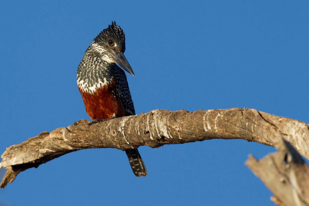 Giant Kingfisher seen in Chobe. One of the many animals found in Chobe National Park