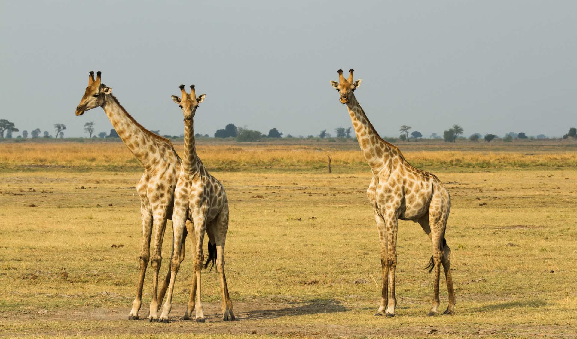 Giraffes in Chobe National Park in Botswana on an African wildlife safari