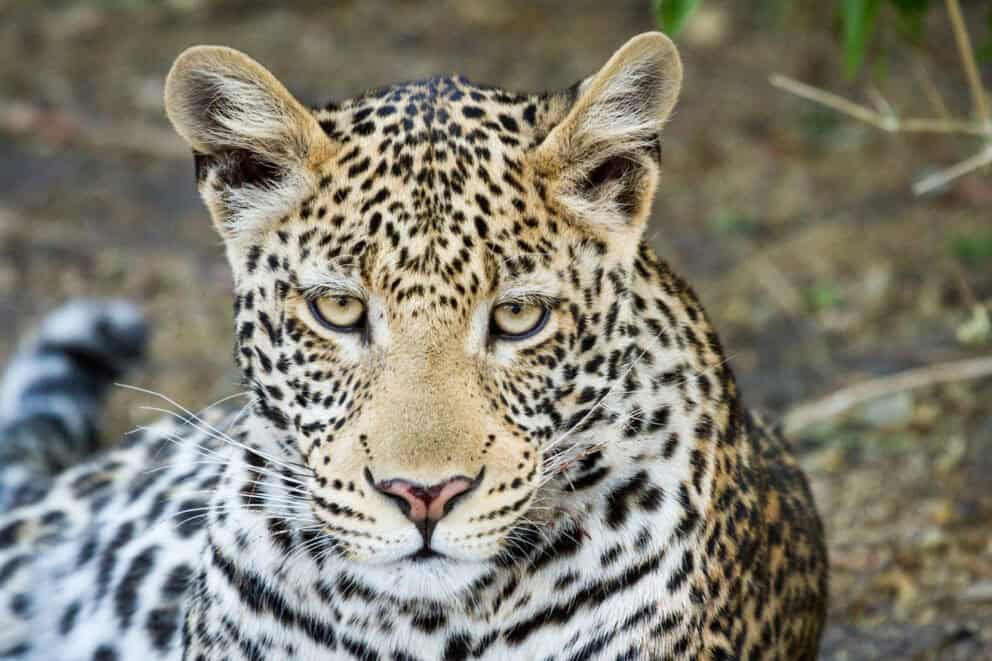 A Leopard seen in the Chobe National Park. One of the many animals that can be found here.