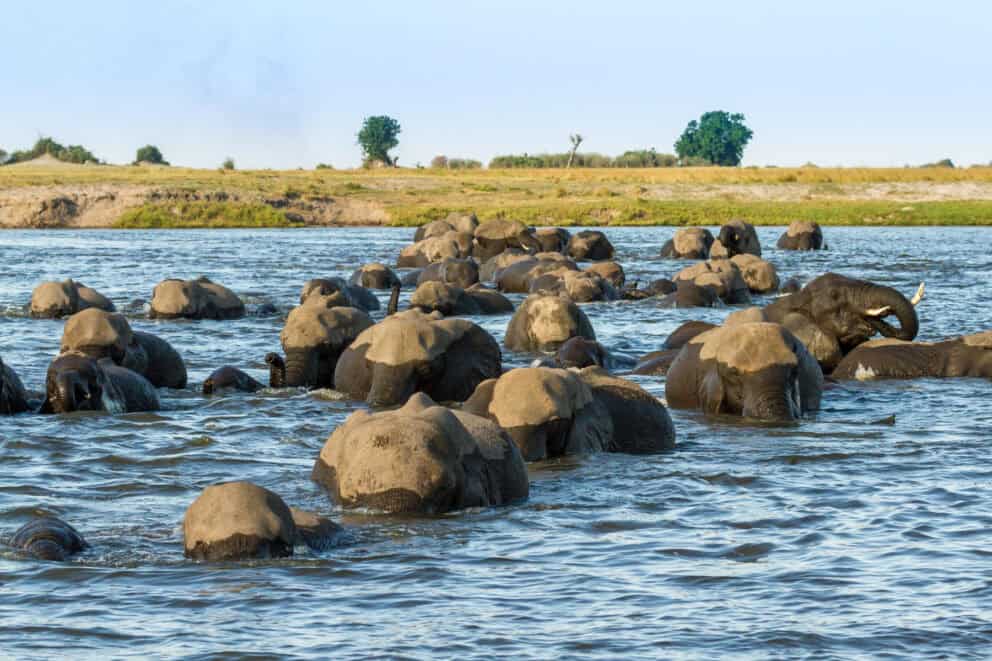 Elephants in the Chobe River in the Chobe National Park in Botswana. 
