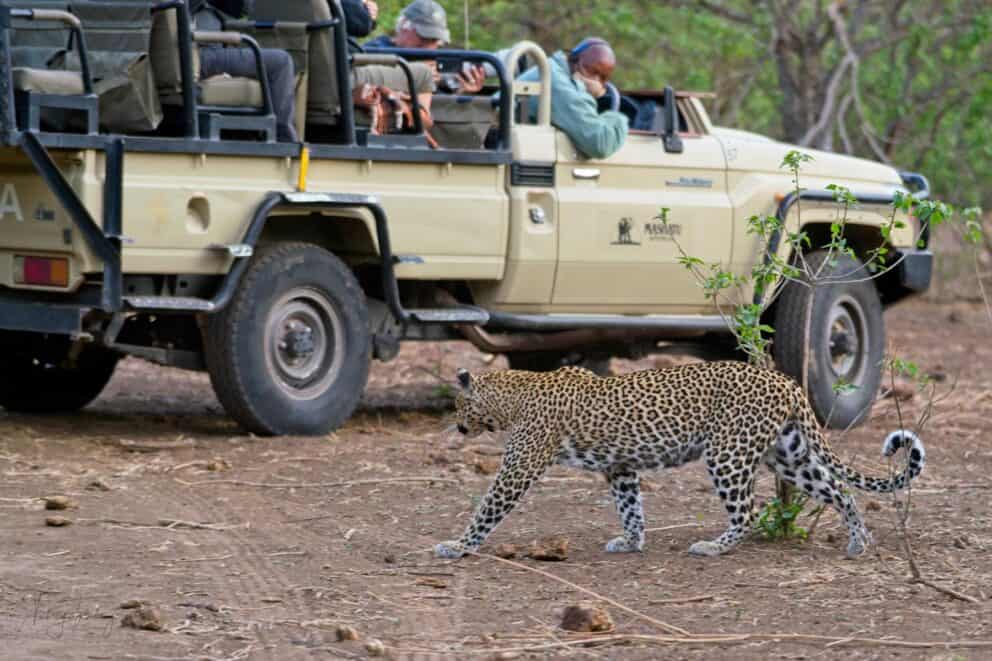 Leopard being observed on a safari | Photo credit: Mashatu Lodge