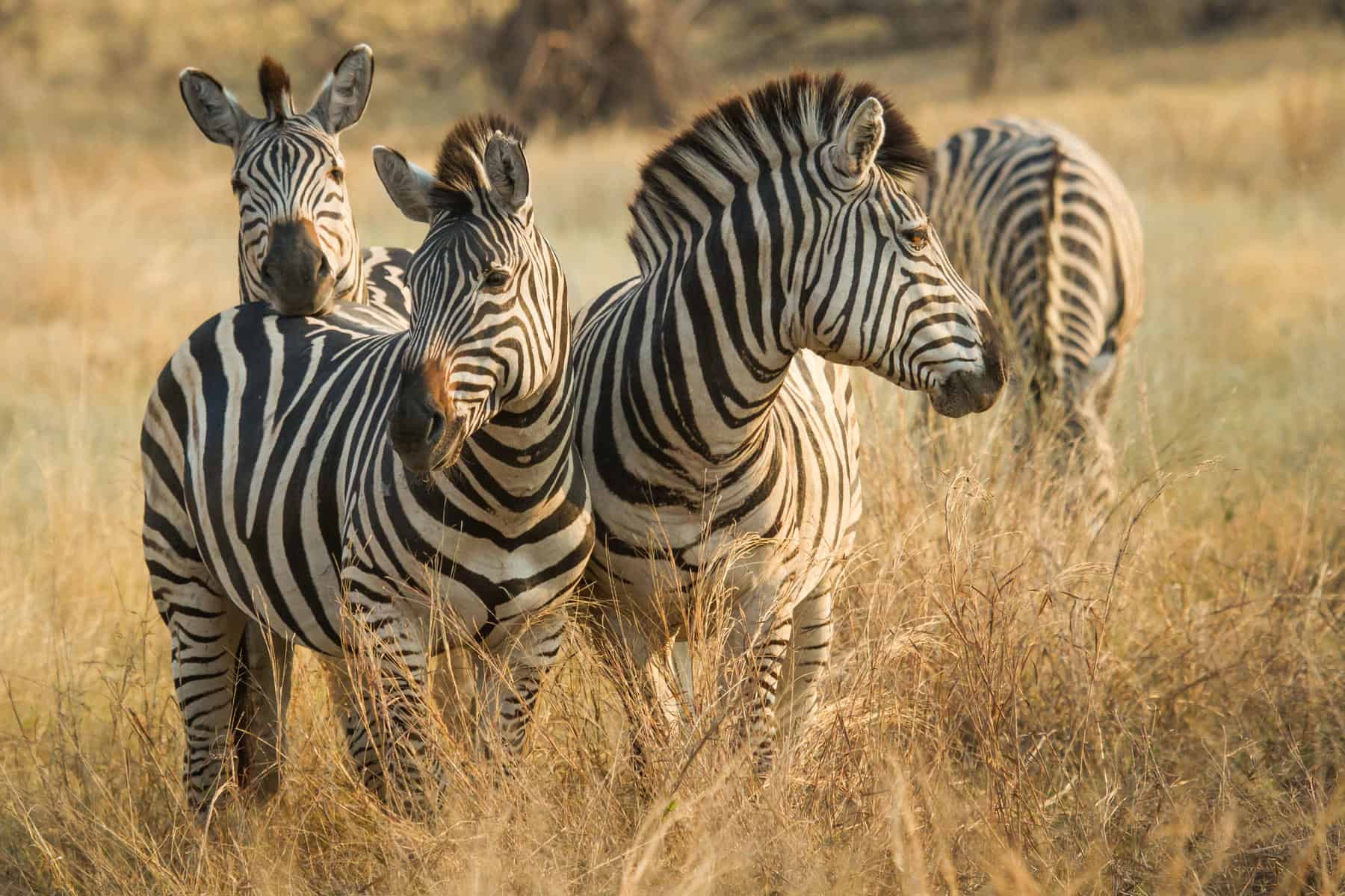 Zebra migration in Savute. One of the animals that can be found in Chobe National Park