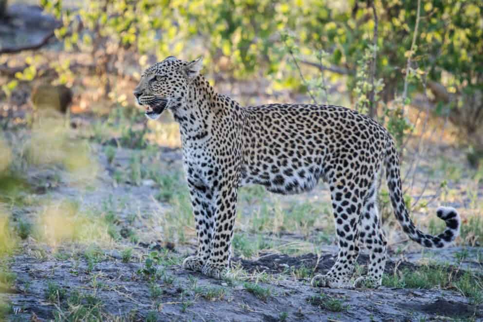 A leopard spotted at Savute Safari Lodge, Botswana.
