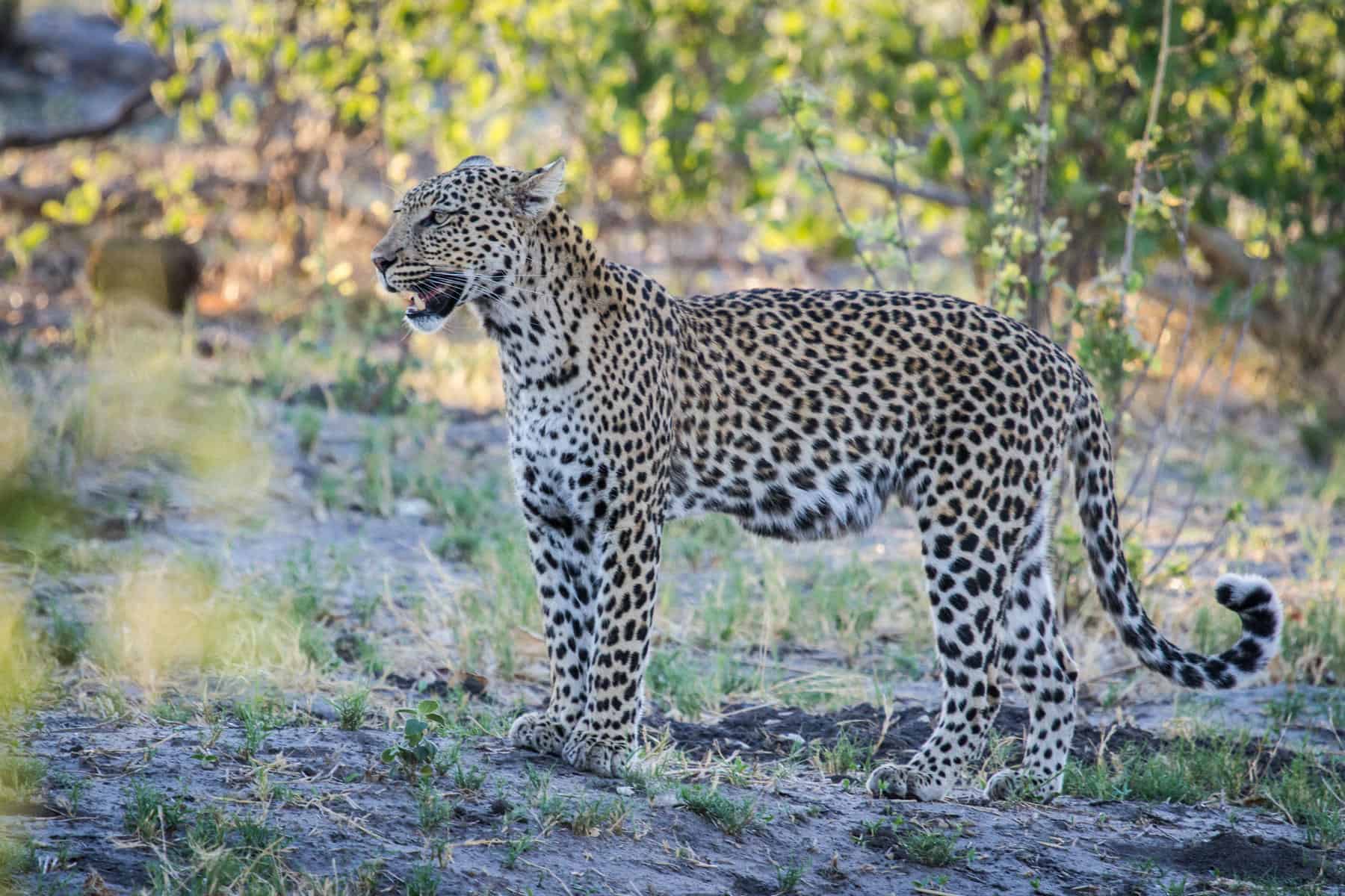 A leopard spotted at Savute Safari Lodge, Botswana.