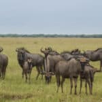 A herd of blue wildebeest gazing in the savanna at Savute Safri Lodge, Botswana.