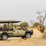 Tourists on a game drive in a safari vehicle observing a lion near Savute Safari Lodge, Botswana.
