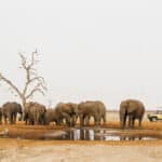 A herd of elephants near a waterhole near Savute Safari Lodge, Botswana.