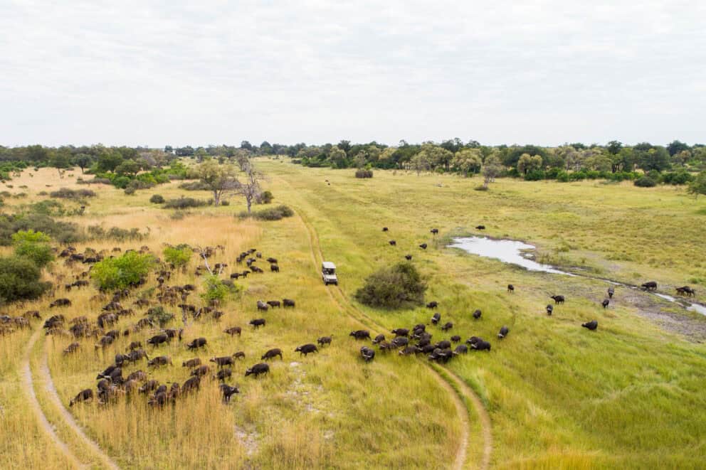 An aerial view of the Moremi Game Reserve landscape.