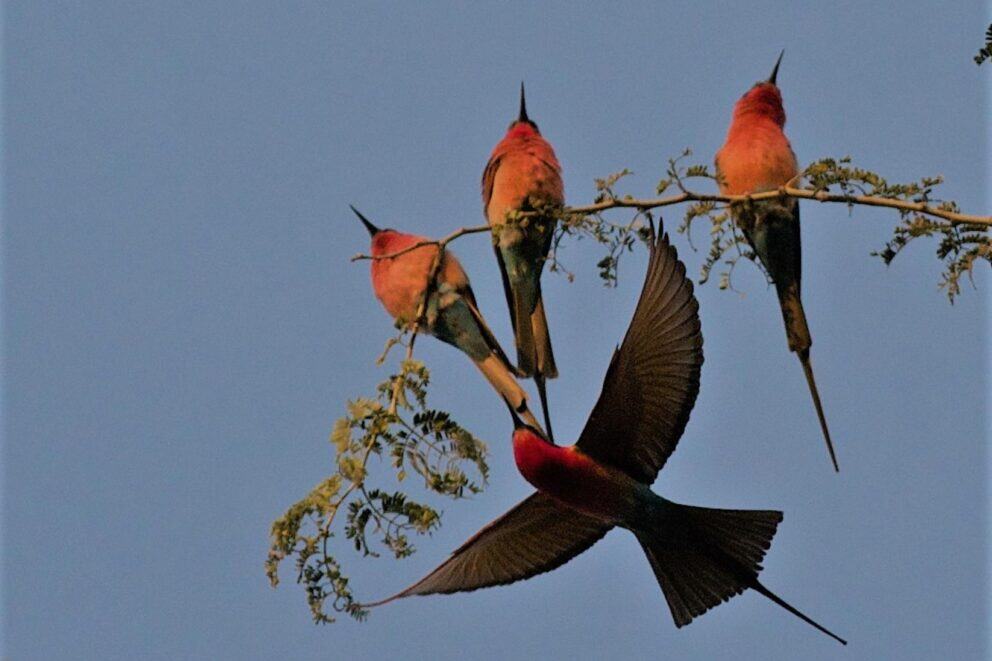Bee Eaters