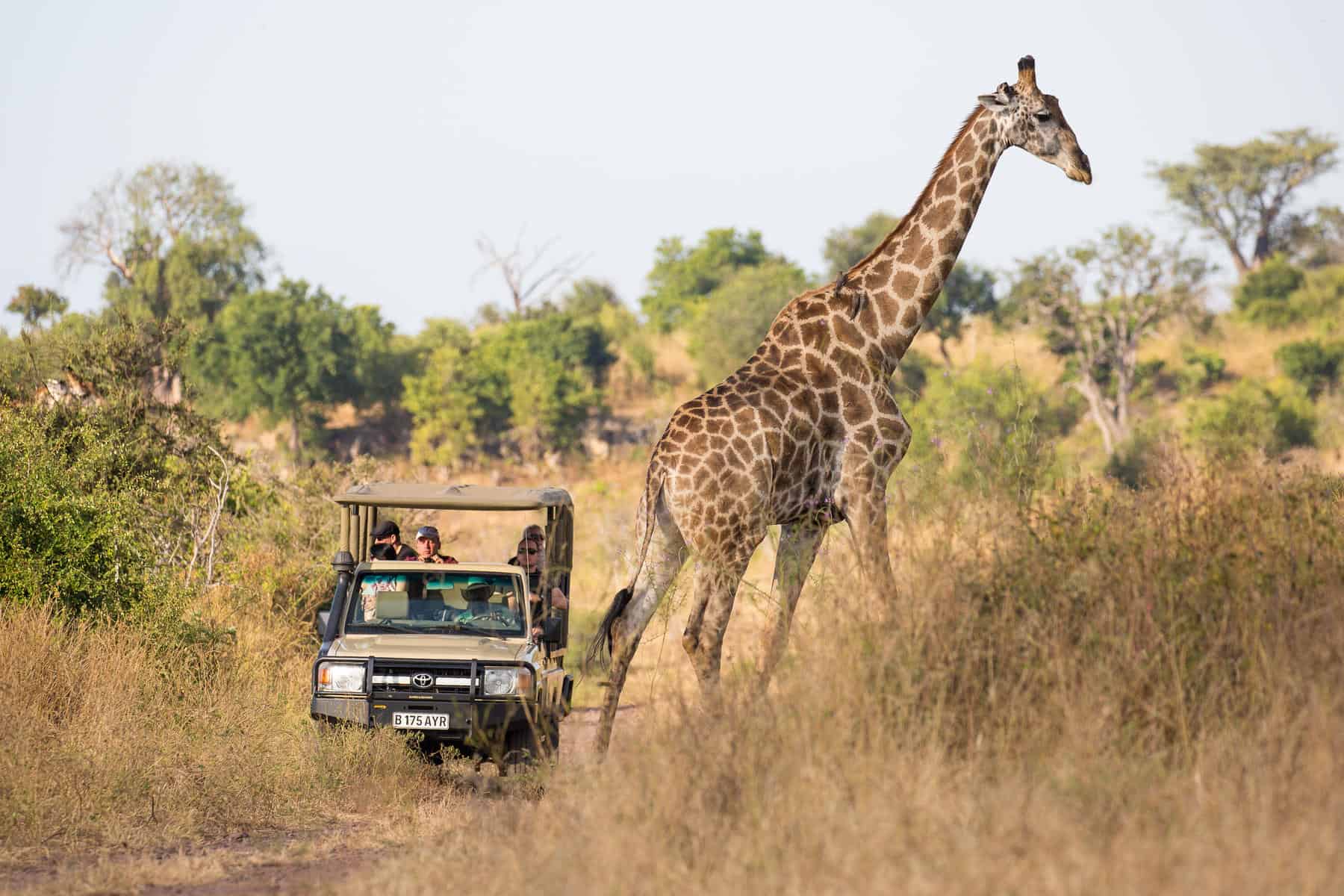 Safari vehicle parked along a dirt road watching a giraffe