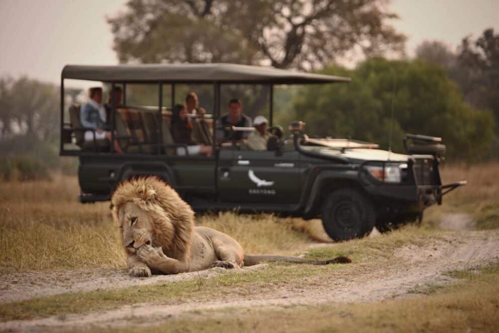 Guests on a game drive in a safari vehicle admiring a lion resting along a dirt track near Sandibe Okavango Safari Lodge, Botswana.