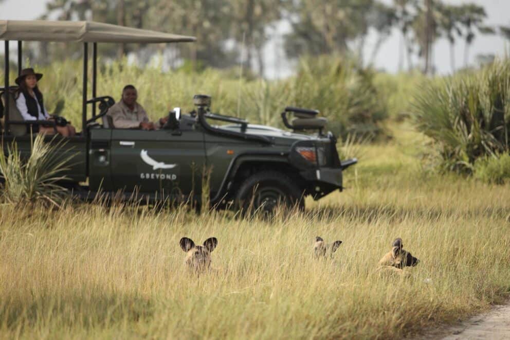 Guests on a game drive in a safari vehicle watching African wild dogs resting in the tall dry grass near Sandibe Okavango Safari Lodge, Botswana.