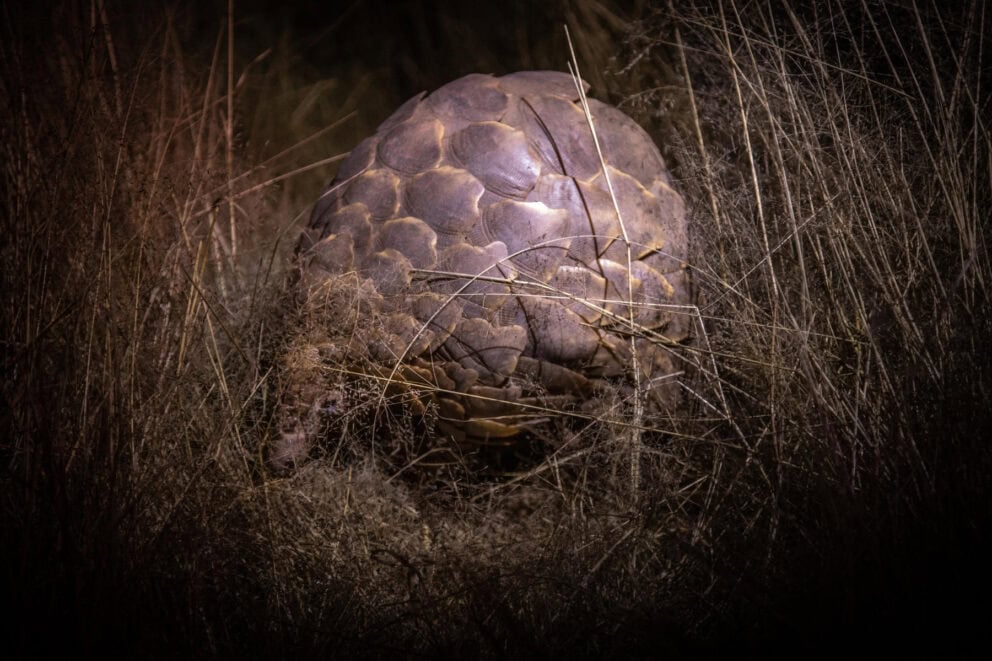A pangolin spotted at night in Namibia on a conservation safari