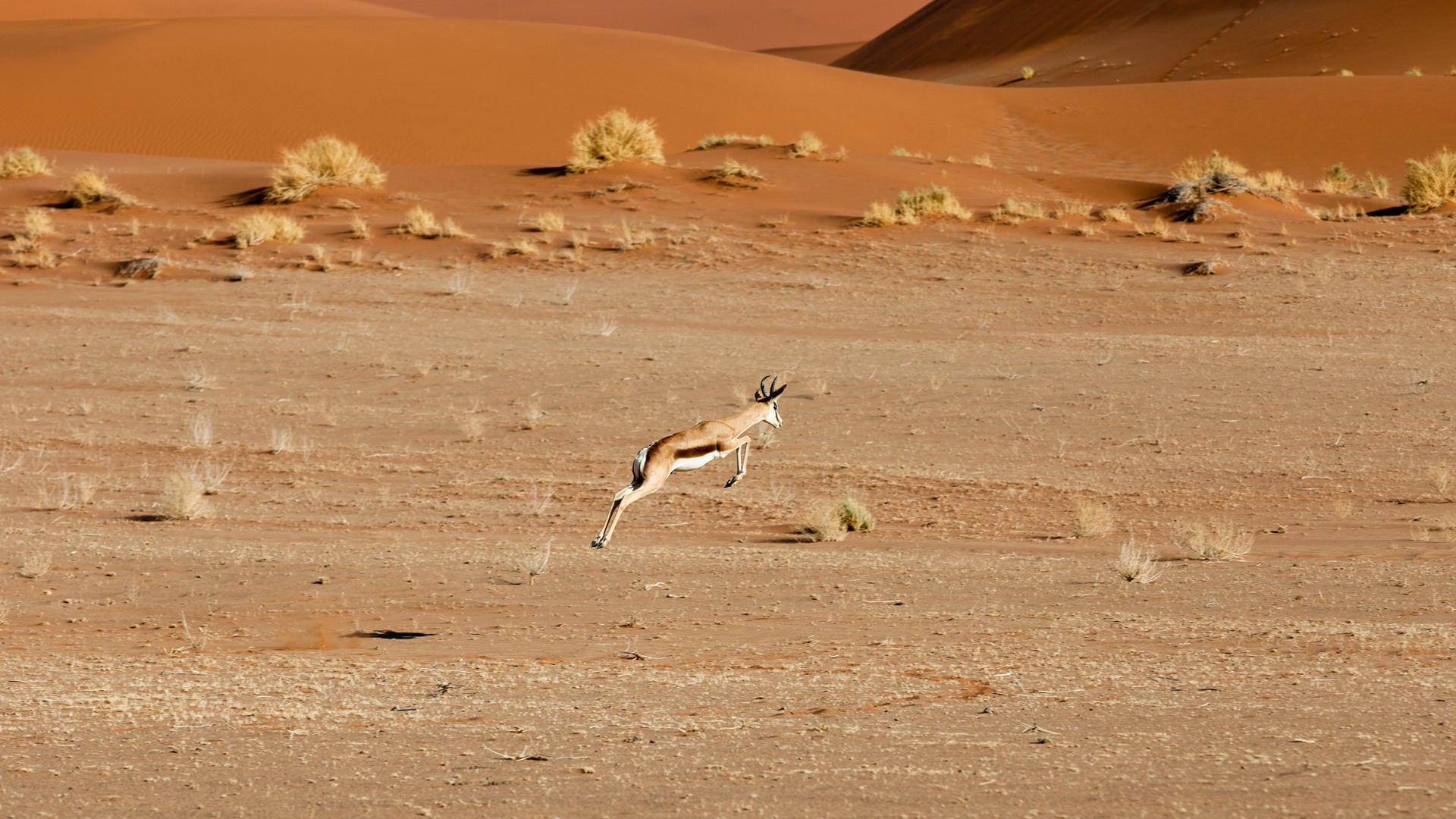 Sprinkbok pronking across the desert landscape at andBeyond Sossusvlei Desert Lodge, Namibia