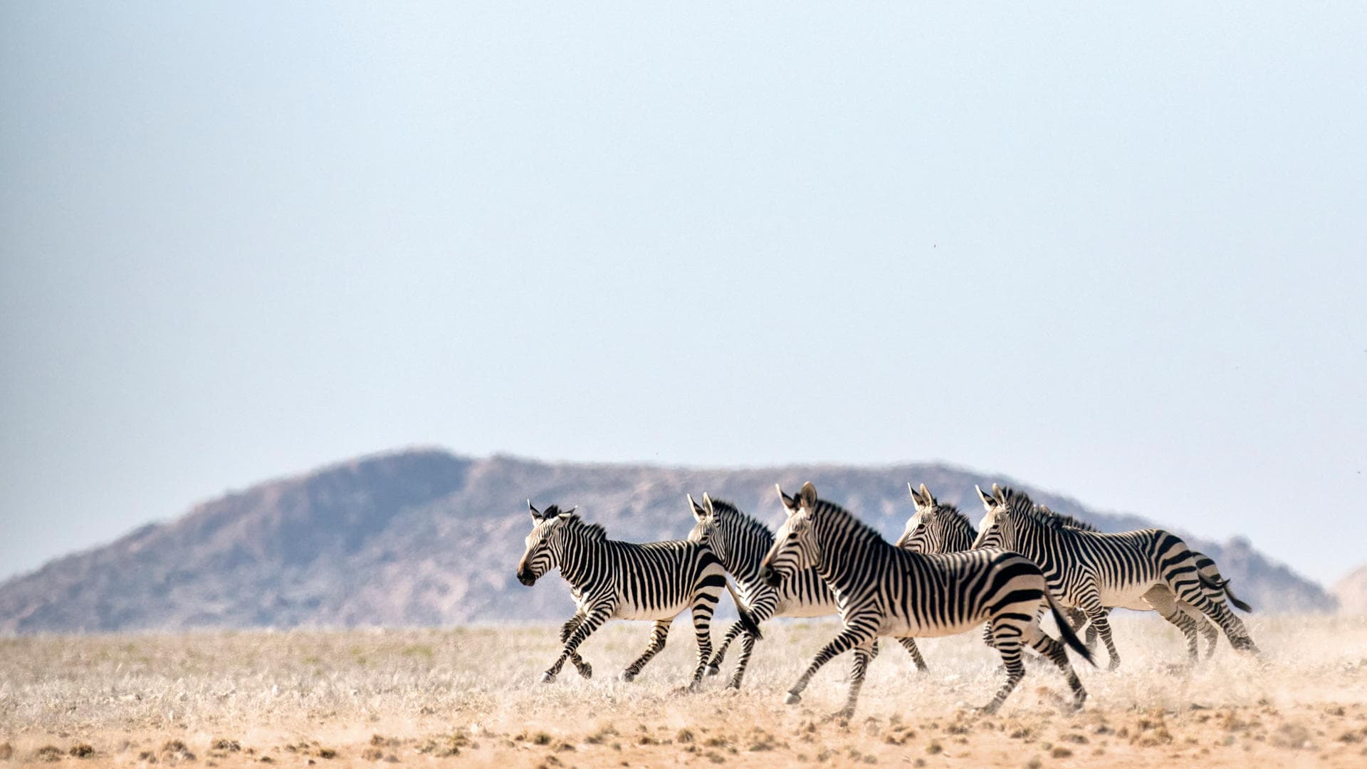 Hartmanns zebra running across an open plain in Sossusvlei, Namibia