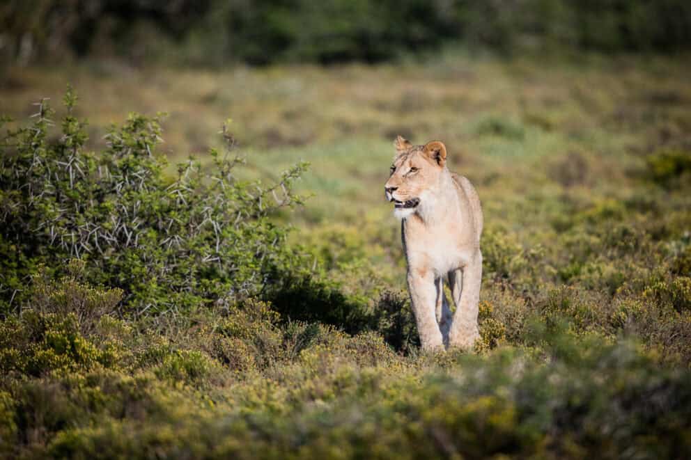 A lioness roaming the open plains in Kwandwe Private Game Reserve at Kwandwe Ecca Lodge, South Africa.