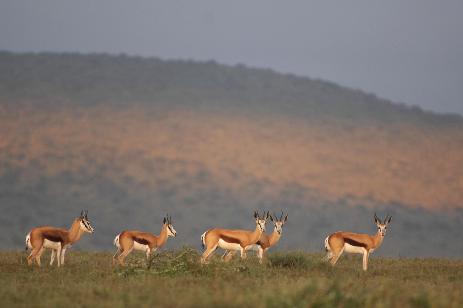 A herd of springbok spotted at Kwandwe Private Game Reserve