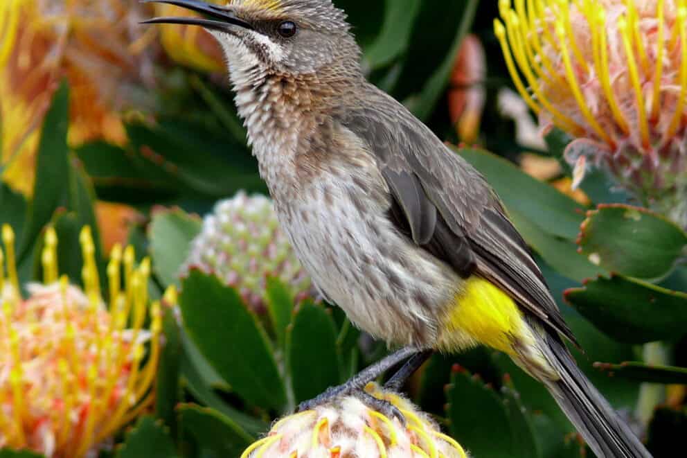 A cape sugarbird perched on a protea at Grootbos Private Nature Reserve Villas, South Africa.