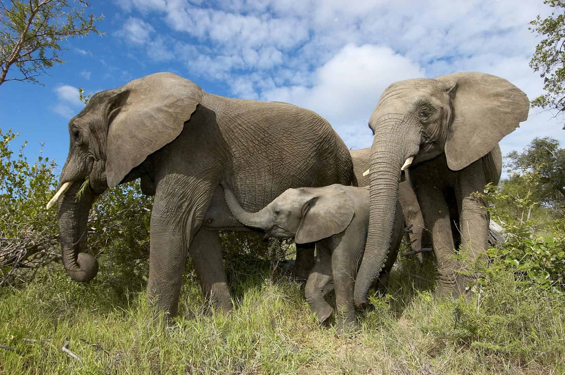 Elephants roaming in the bush at Kruger National Park