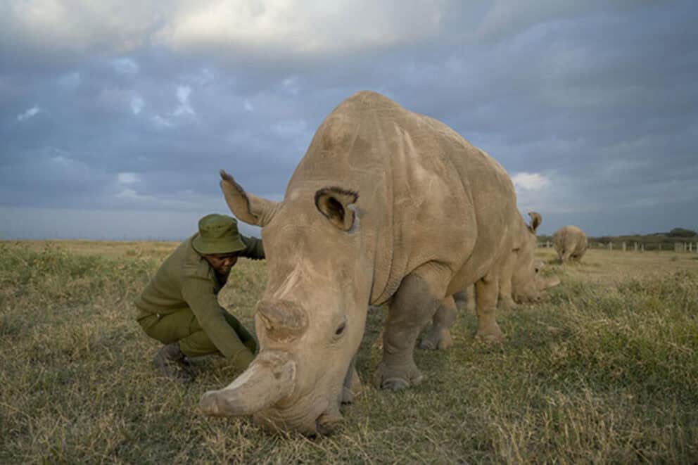 A ranger examining a northern white rhino at Porini Rhino Camp, Ol Pejeta Conservancy, Kenya.