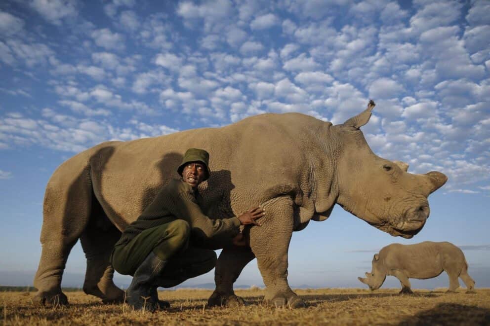 A ranger sitting alongside a northern white rhino at Porini Rhino Camp, Ol Pejeta Conservancy, Kenya.