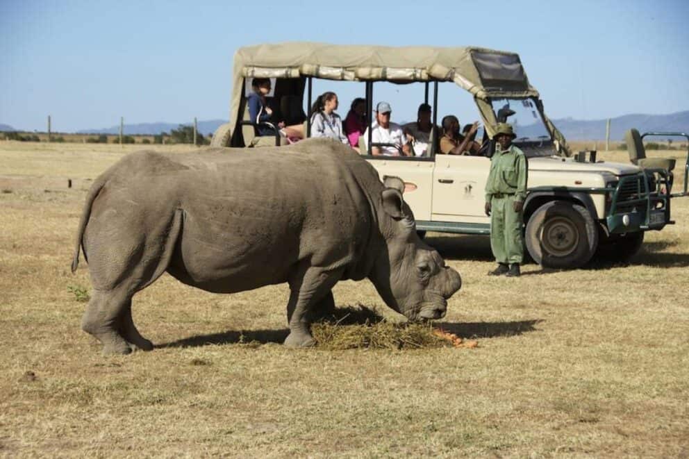 A group of tourist in a safari vehicle observing a northern white rhino at Porini Rhino Camp, Ol Pejeta Conservancy, Kenya.