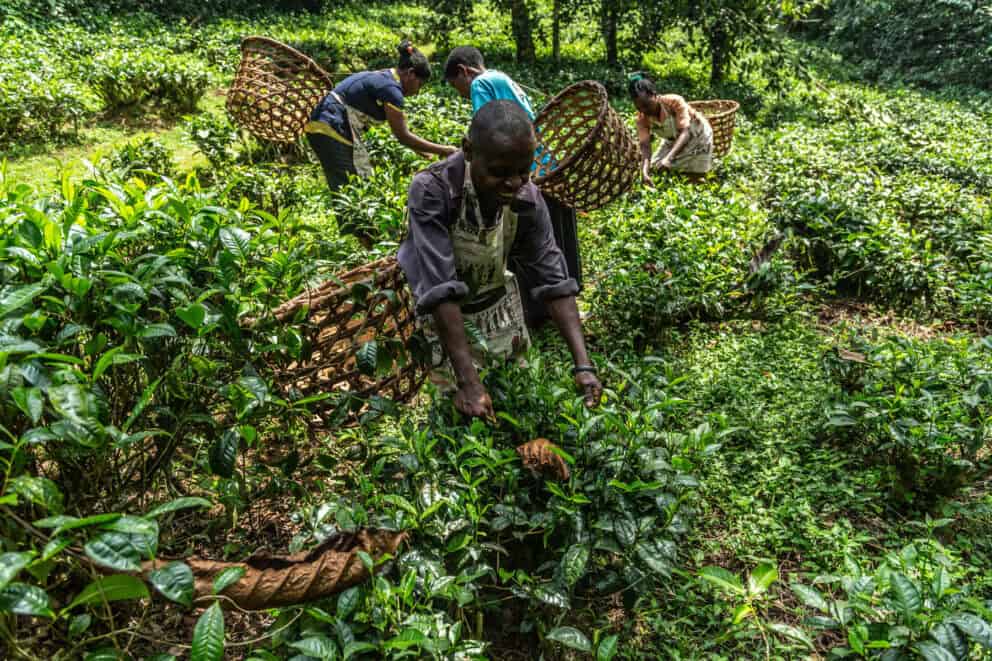Bwindi Lodge's tea processing community project.