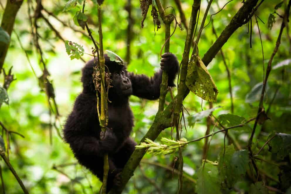 A baby gorilla climbing a tree at Bwindi Lodge, Uganda.