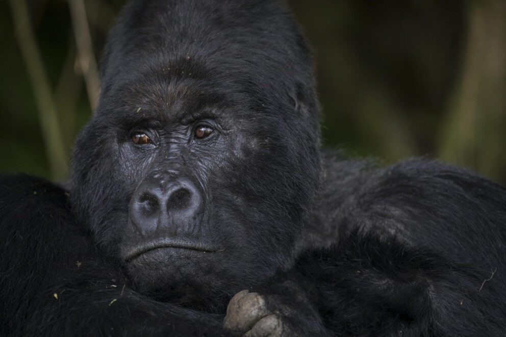 A mountain gorilla in the forest at Bwindi Lodge, Uganda.