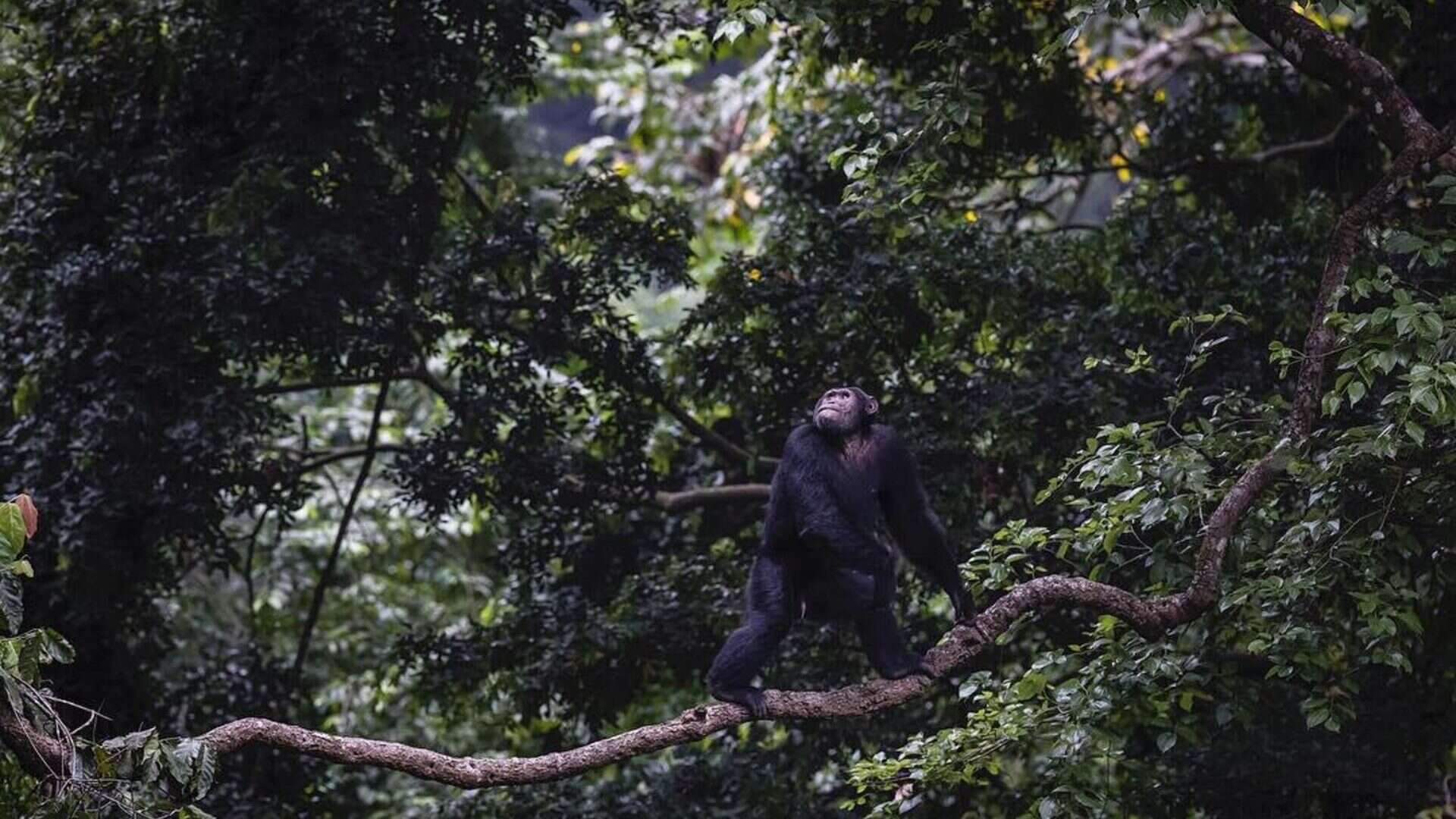 Safari, Chimp and Gorilla Trekking in Uganda