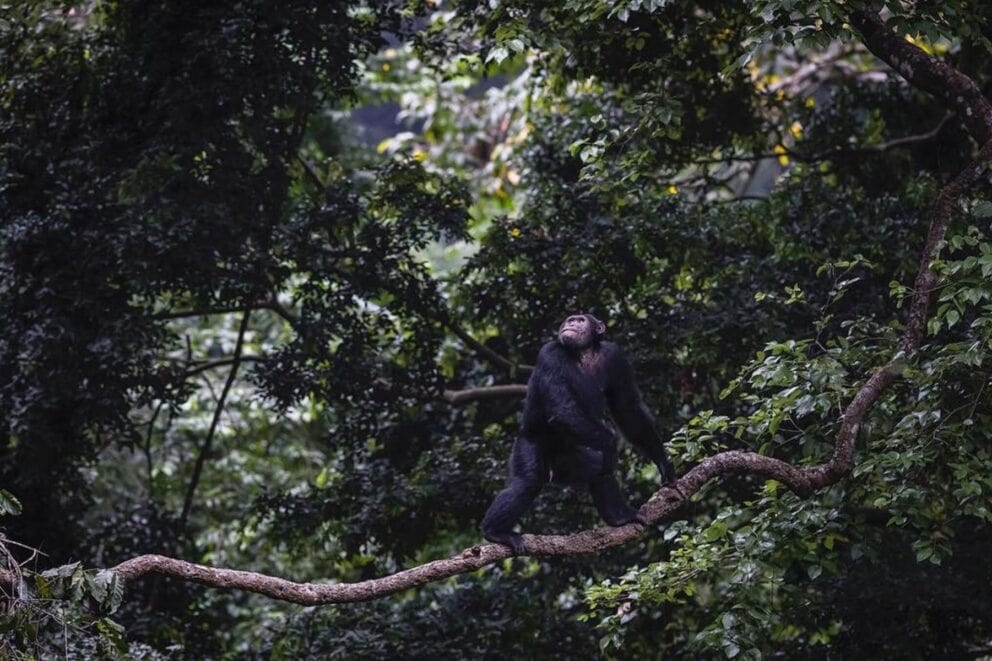 A chimpanzee walking on a branch surrounded by lush trees at Kyambura Gorge Lodge, Uganda.