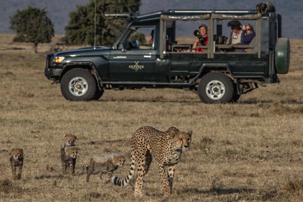 Tourists in a safari vehicle observing a cheetah mother and her cubs roaming across the open Masai Mara plains at Kicheche Bush Camp, Kenya.