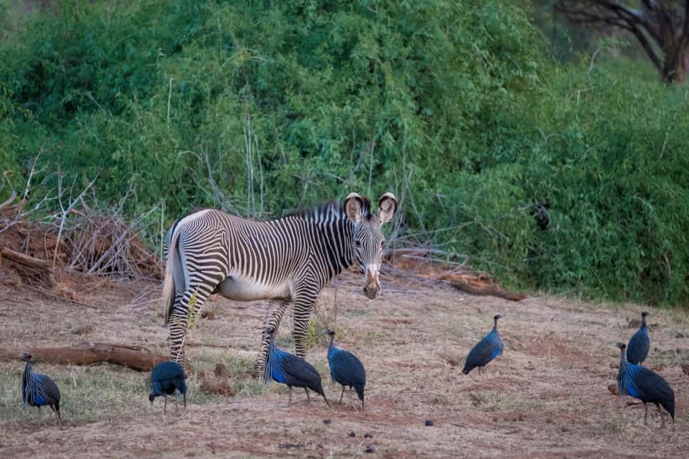 A Grevy's zebra accompanied by vulurtrine guineafowl grazing in Samburu National Reserve at Sasaab, Kenya.
