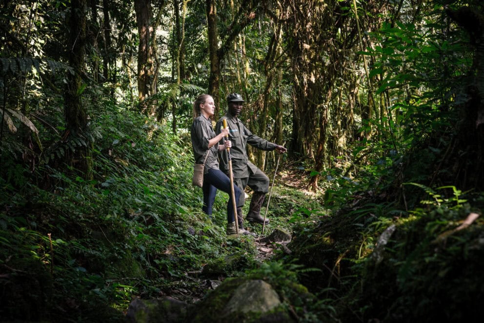 A guest on a guided gorilla trek in the Bwindi Impenetrable Forest near Gorilla Forest Lodge, Uganda.