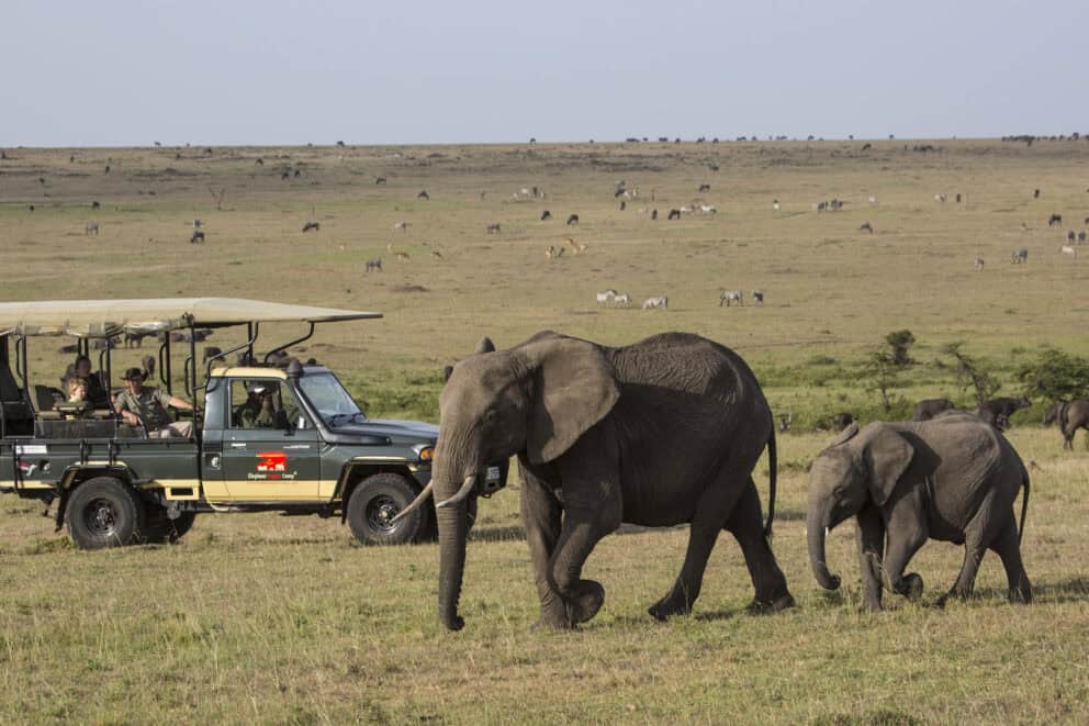 Tourists on a game drive in a safari vehicle observing an elephant mother and her calf in the Masai Mara at Elephant Pepper Camp, Kenya.