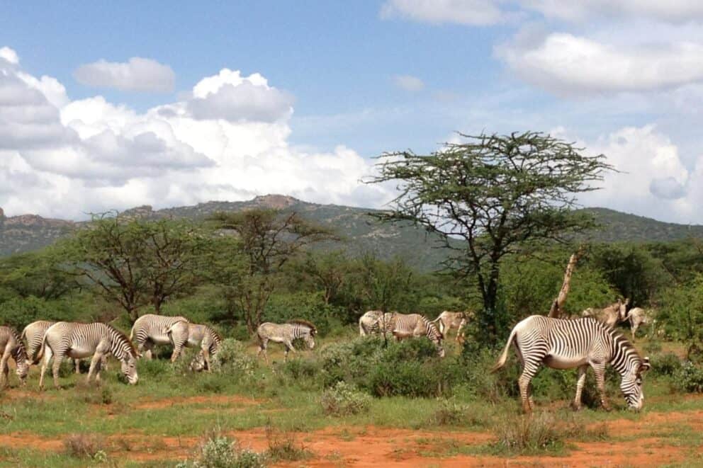 A herd of Grevy’s zebras roaming through the arid brush in Samburu at Saruni Samburu, Kenya.