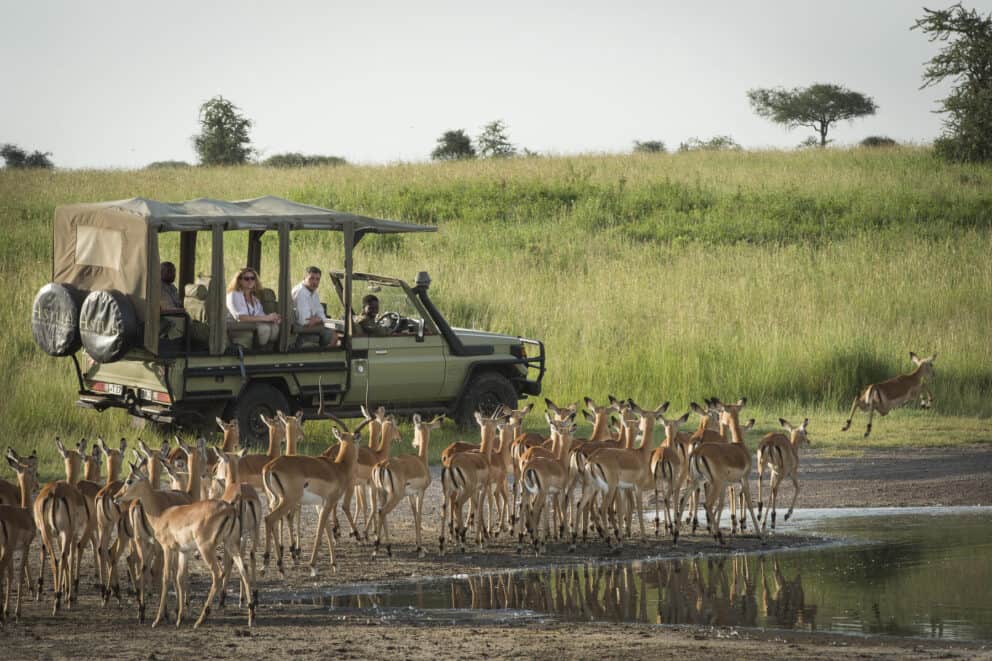 Game drive with Dunia in Tanzania's Rubondo Island