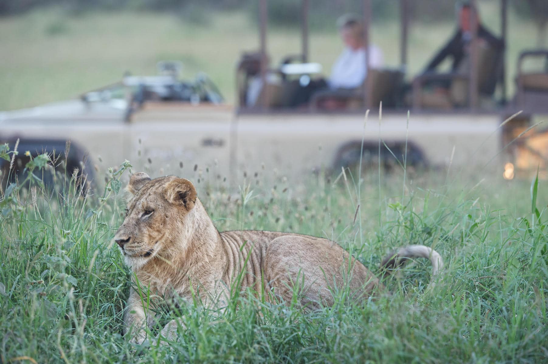 Game drive seeing a lion on a Singita concession private safari