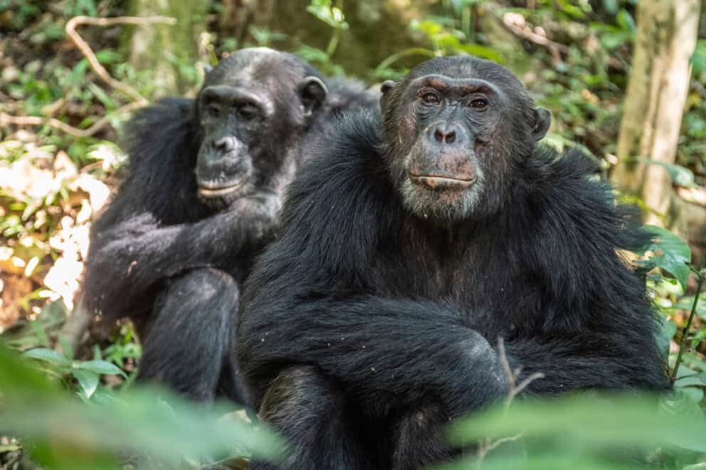 Chimpanzees sitting in the forest at Greystoke Mahale, Tanzania.
