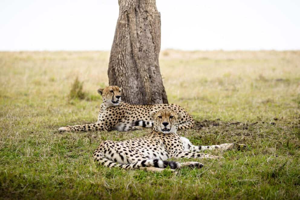 A pair of cheetahs resting under a tree on the grass in the midday shade at Olonana Lodge, Kenya.