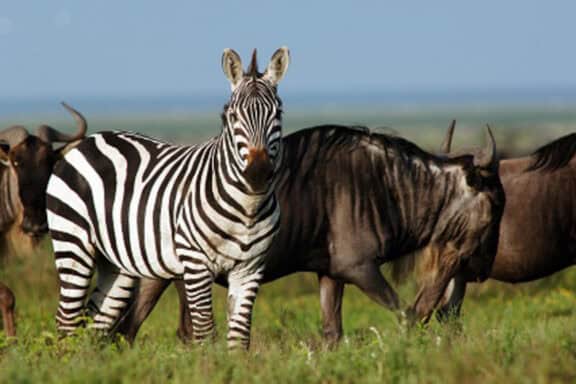 Close up of Zebra and Wildebeest | Photo credit: Serengeti Ndutu Kati Kati Tented Camp